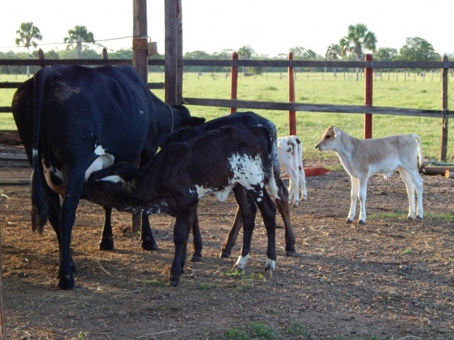 Productores de leche con la soga al cuello