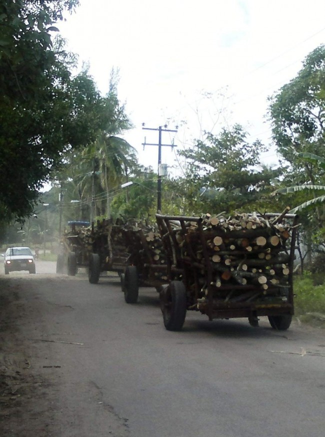 En carretas acarrean madera