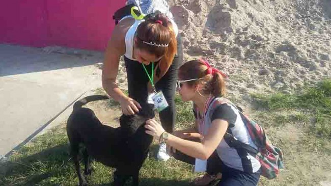 Jóvenes cardenenses se organizan para alimentar  a perros en la calle