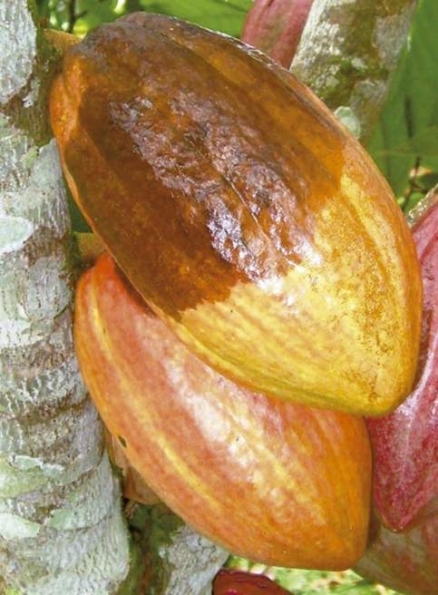 Producción de cacao va a la baja