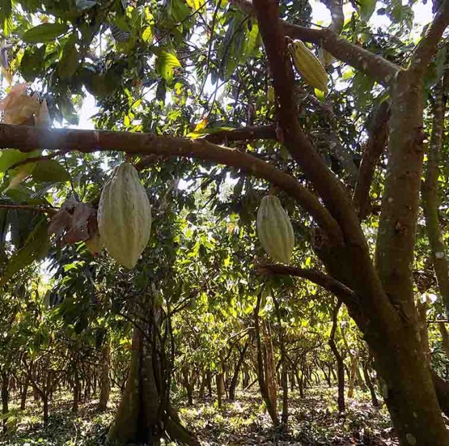 Ataca monilia y para producción de cacao