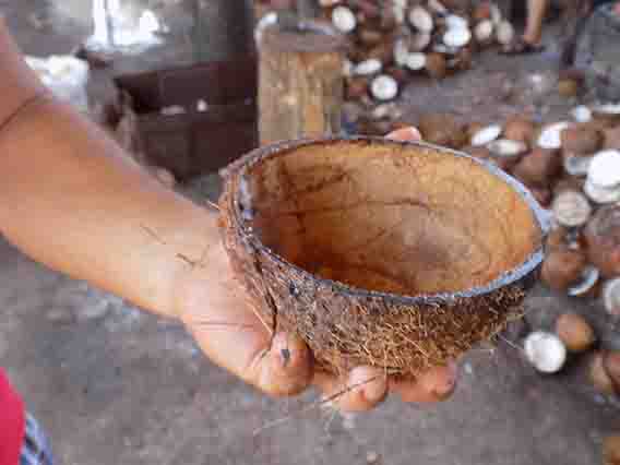 Empresarios quieren las jícaras de coco