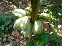 Estancado el precio de cacao en Tabasco