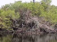 Desempleo acaba  zona de manglares