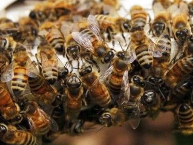 Abejas africanas atacan y matan a una mujer