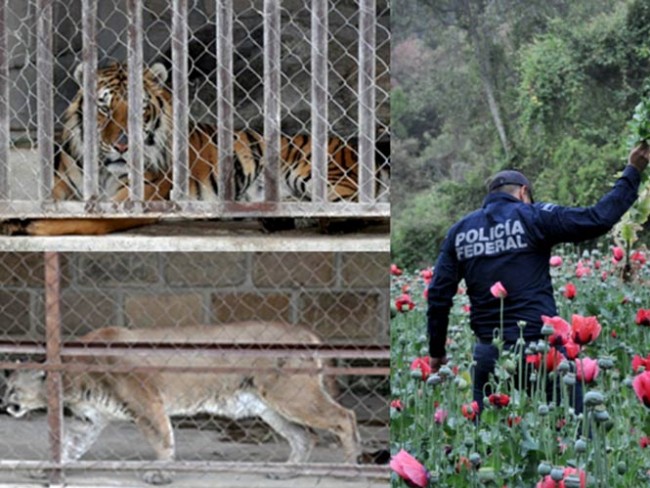 Dejan a narcos sin 900 mil plantas de amapola, un tigre y un puma