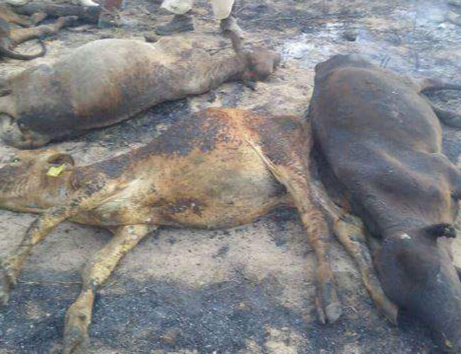 Incendio forestal mata a  vacas en finca de Chiapas