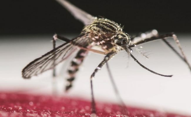 Texas y Florida, susceptibles  a brotes locales de zika