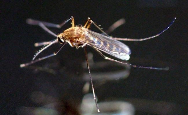 Suman 151 casos de zika confirmados en el país