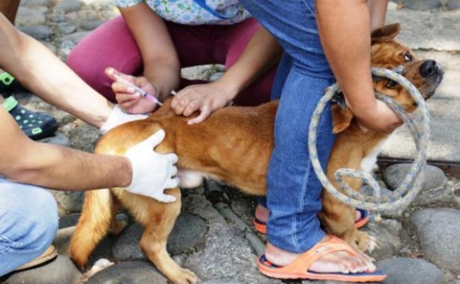 A vacunar a sus mascotas