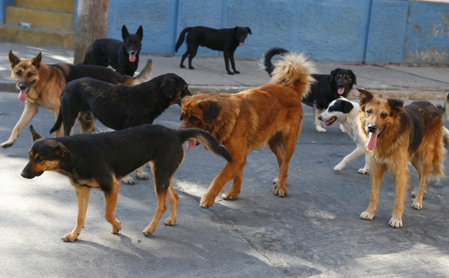 Alerta ante  la rabia canina:JS