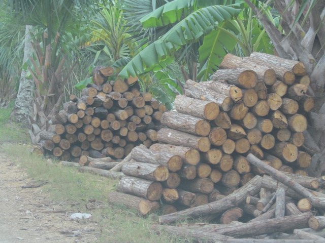 Derriban árboles de Ceiba