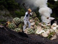 El mezcal