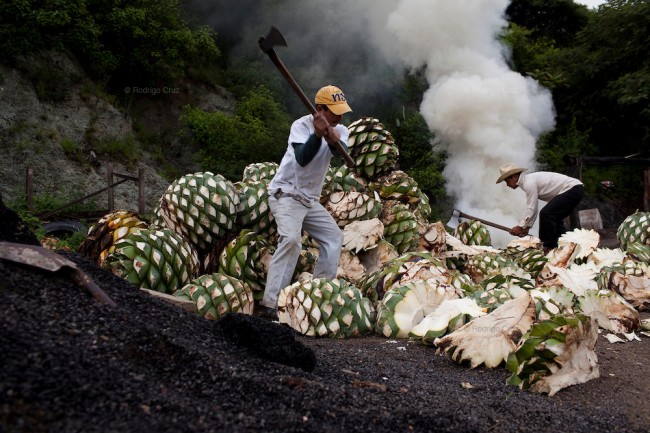 El mezcal