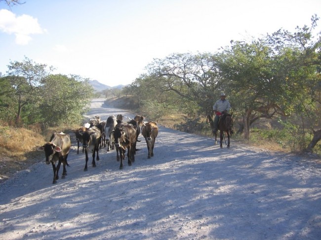 Movilizan ganado a zonas seguras