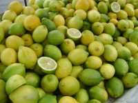 Por escasez aumenta precio de limón criollo