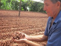 Buscan evitar el robo de cacao seco