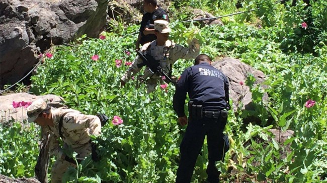 Destruye Ejército  plantío de mariguana y amapola