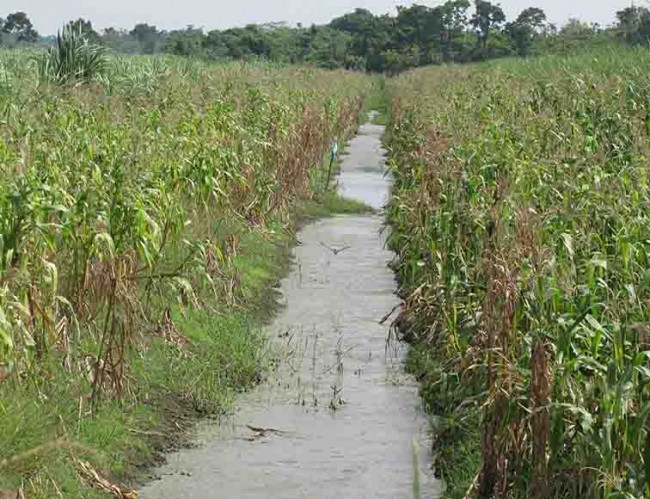 Producción de maíz en riesgo en Tabasco