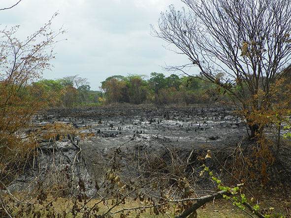 Grave incendio forestal daña zona de Balancán