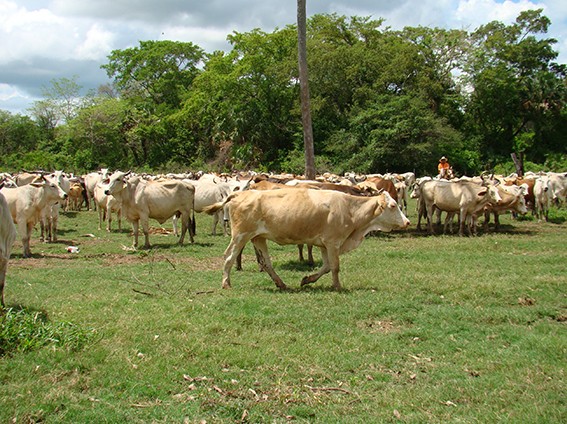 Ola de calor afecta a productores de ganado