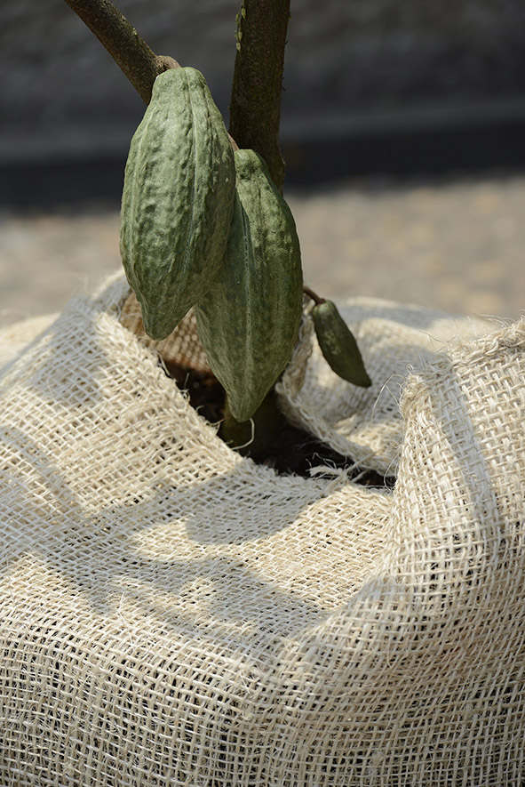 Con ‘sinergia’ se  logrará el éxito en la  exportación del cacao