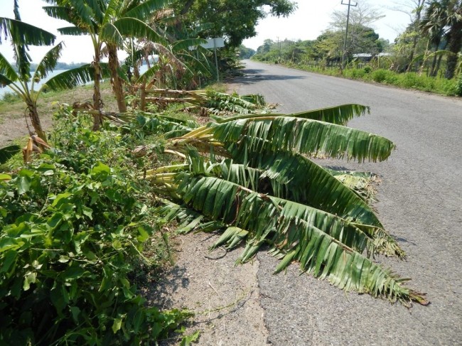 Cae tromba y derriba árboles