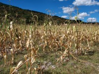 Afecta sequía 80% de la siembra de maíz
