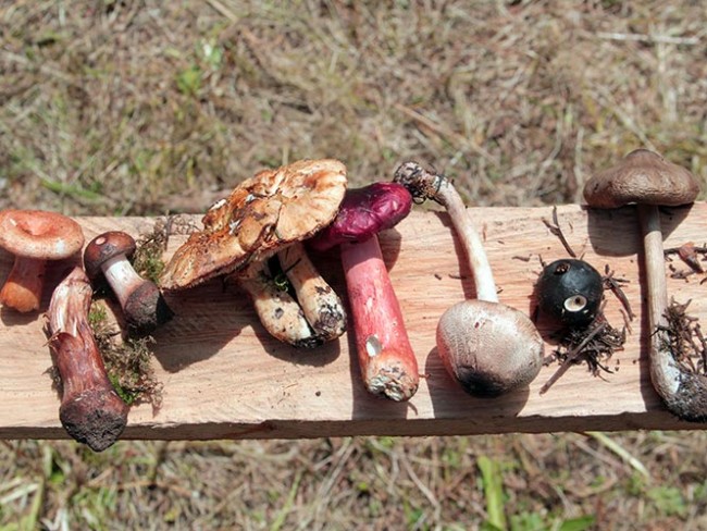 Mueren tres personas por comer hongos venenosos