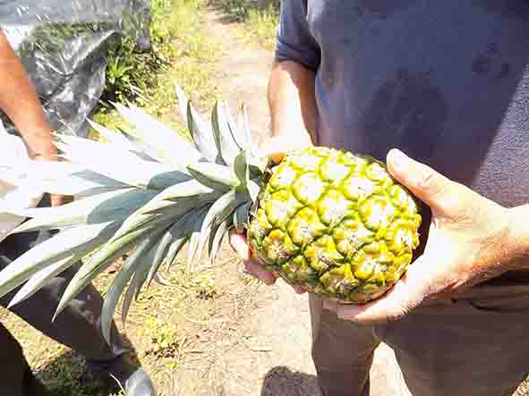 Calidad de piña tabasqueña es adquirida por texanos