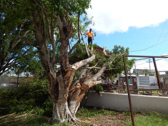 Fuerte tromba derribó árboles e inundo calles