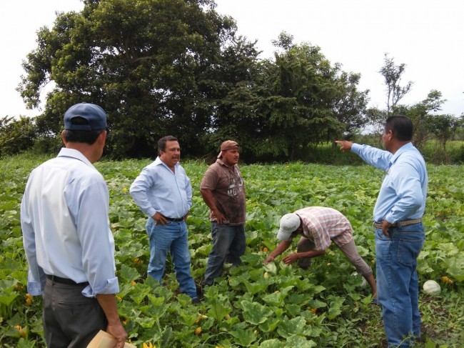 ‘Cultivo de ‘Chihua’ interesa a industriales nacionales’: Sedafop