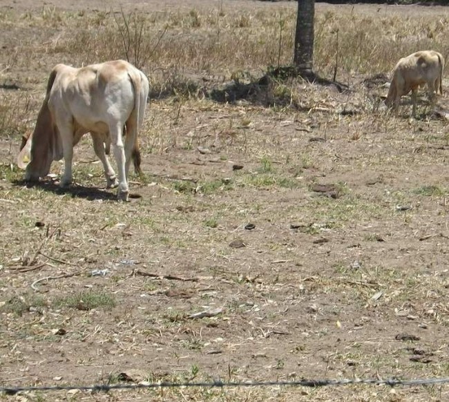 Alarmados ganaderos  por la intensa sequía