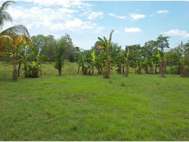 Benefician las lluvias al campo