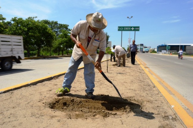 Siembran árboles en Periférico