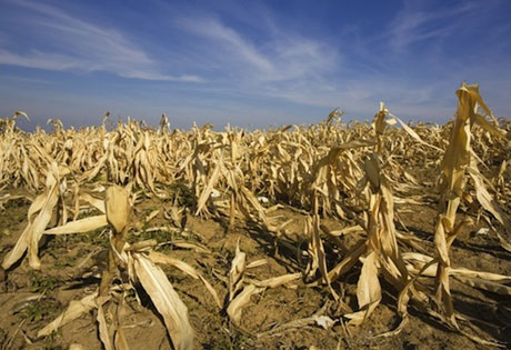 Inseguridad alimenticia por “El Niño”