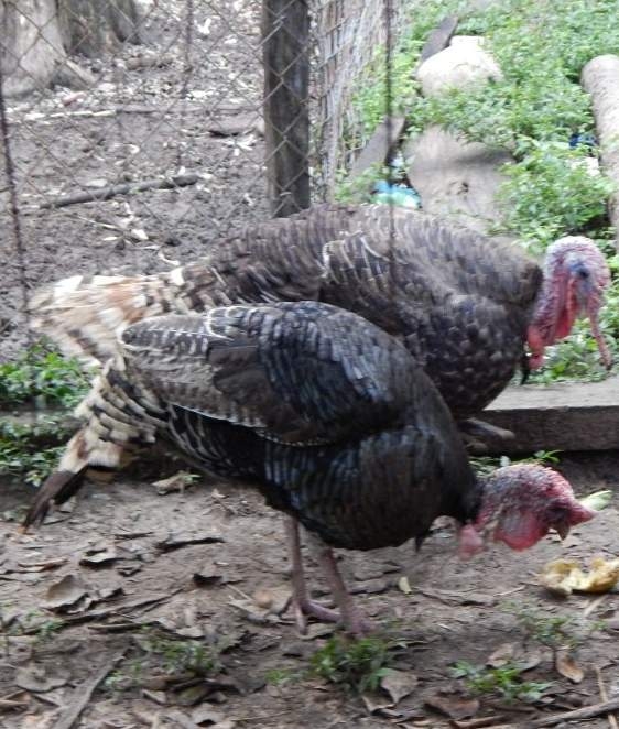 Criadores de pavos en alerta