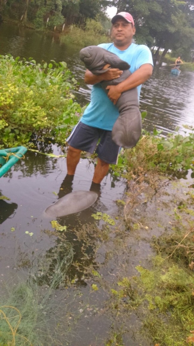 Rescatan a  dos bebés manatíes