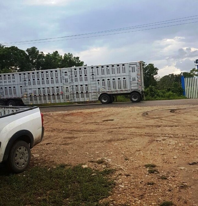 Policía Federal atracan a choferes de ‘panzonas’