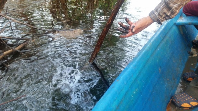 Desastre ecológico, mueren especies