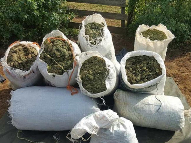 Decomisan más de 100 kilos de mariguana