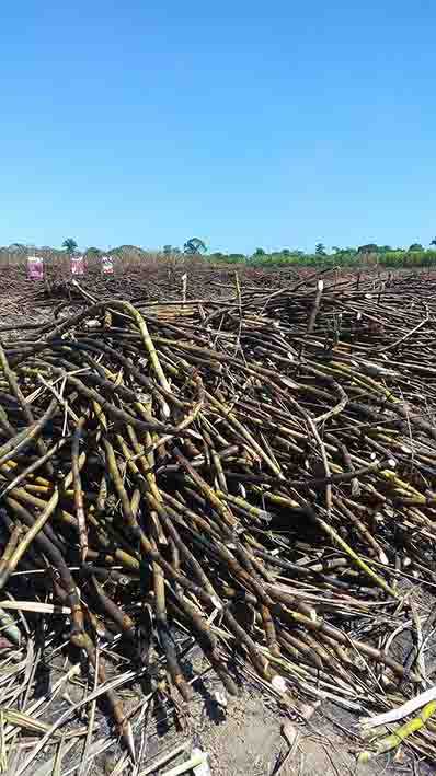 Quieren planta de etanol en el “Plan Chontalpa”