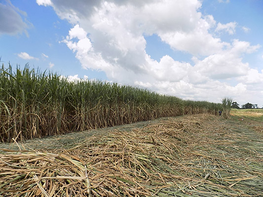 Anuncia Sedafop planta de etanol en Cárdenas