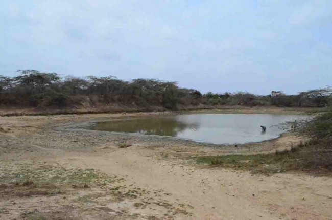 Jagüeyes sienten sequía