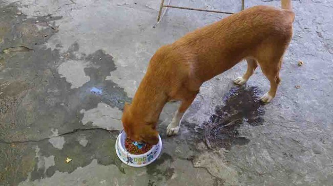 Envenenan a perros en colonias de Cárdenas