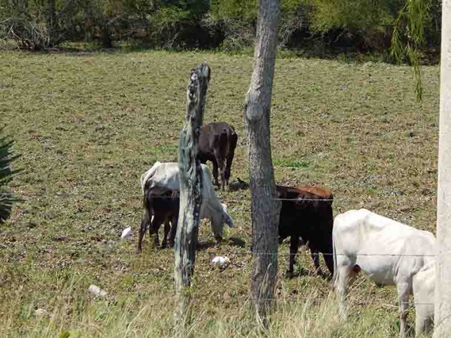 Implacable sequía  amenaza al campo