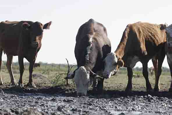 Ganadería y agricultura afectada por la sequía