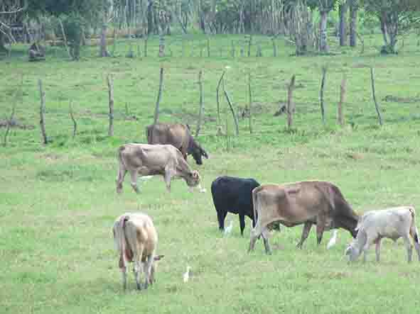 Movilizan ganado a zonas con pastura