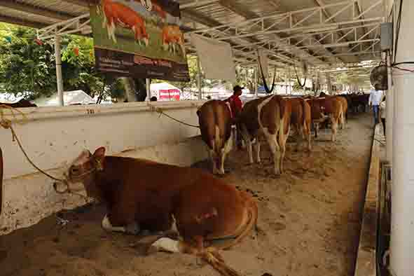 Mil 124 animales en la Feria Ganadera