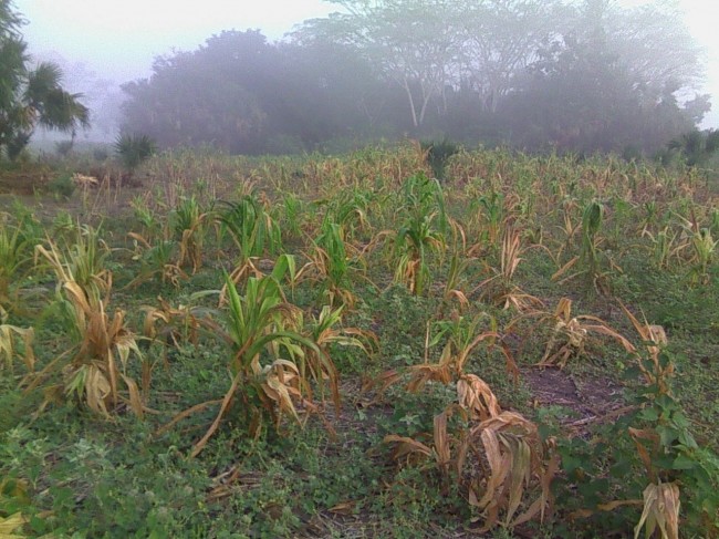 Cae producción de maíz por la sequía